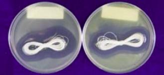 Petri dish with anti micro treatment    