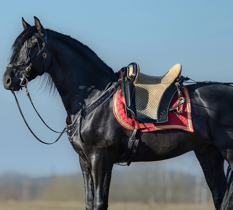Black horse with saddlery